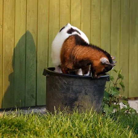 Tower View 3* دينغل