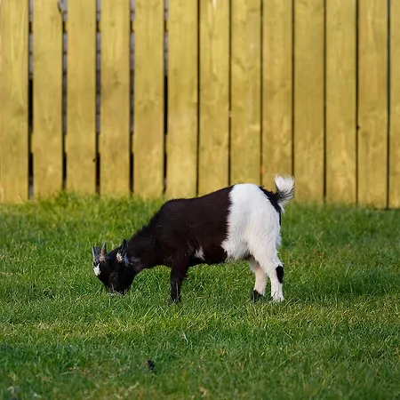 Tower View 3* دينغل