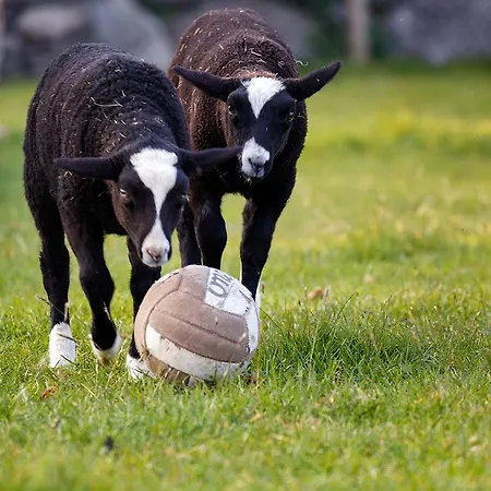 Casa de hóspedes Tower View 3*