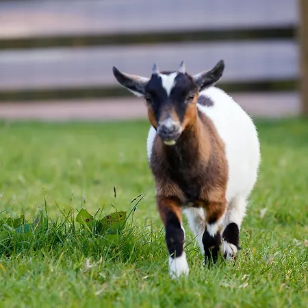 Casa de hóspedes Tower View 3*