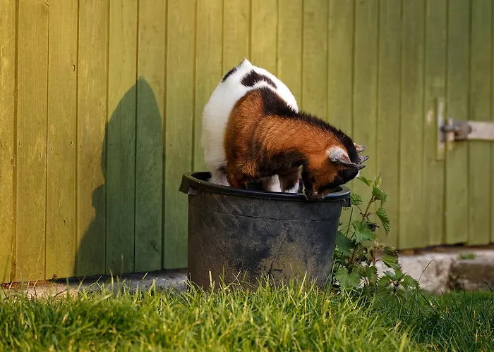 Tower View 3* Dingle