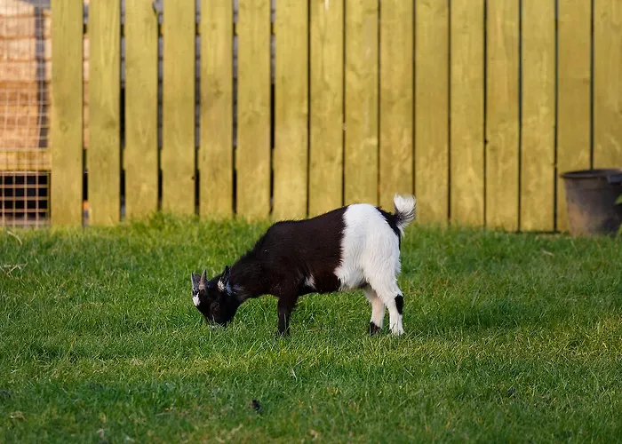 Tower View 3* Dingle
