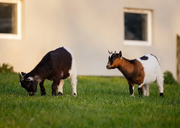 Tower View 3* Dingle