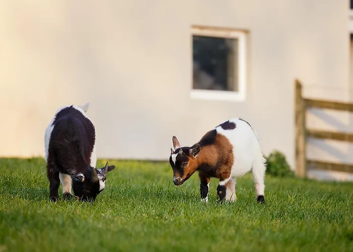 Tower View 3* Dingle