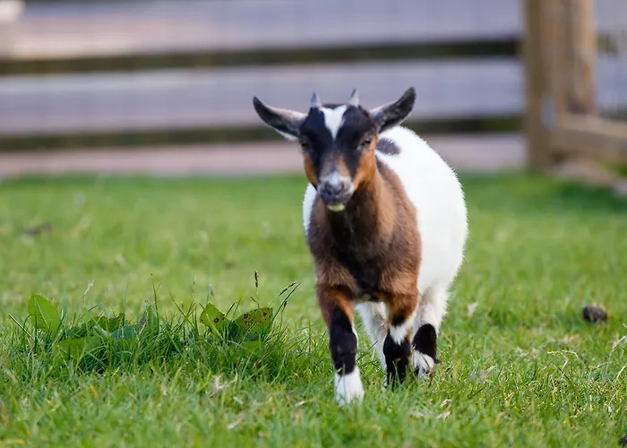 Konukevi Tower View 3*